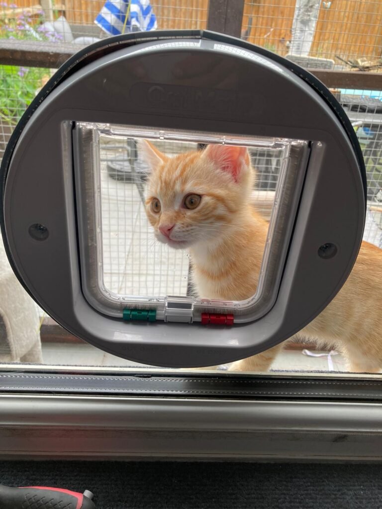 CATFLAP IN GLAS UNIT